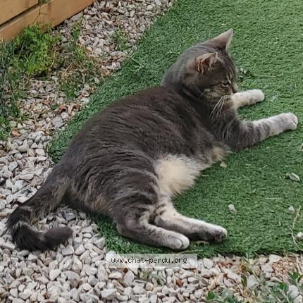 Foto 1/1 Tigresse Chat perdido en Pelissanne