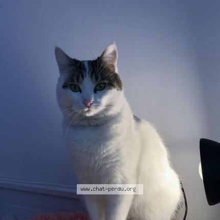 Foto 2/5 Mimi Chat perdido en Drancy