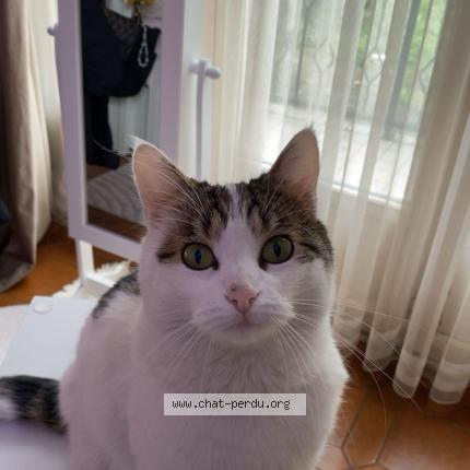 Foto 3/5 Mimi Chat perdido en Drancy