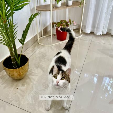 Foto 4/5 Mimi Chat perdido en Drancy