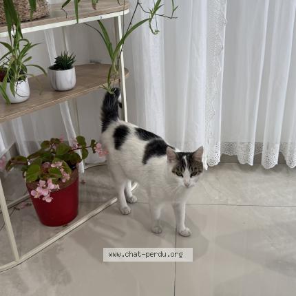 Foto 5/5 Mimi Chat perdido en Drancy