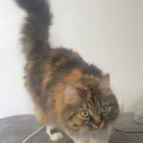 Foto del gato perdido en Boe