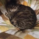 Foto del gato perdido en Vesoul