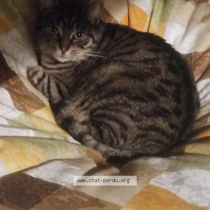 Foto 1/1 Pompon Chat perdido en Vesoul