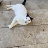 Foto de gato encontrado en Villeneuve Sur Lot