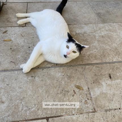 Foto 1/1 Gato encontrado Encontrado en Villeneuve sur lot