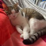 Foto del gato perdido en Rognonas