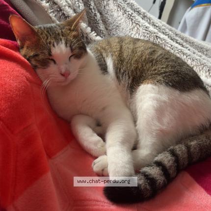 Foto 1/1 simba Chat perdido en Rognonas