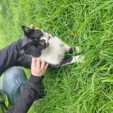 Foto de gato encontrado en Rancon