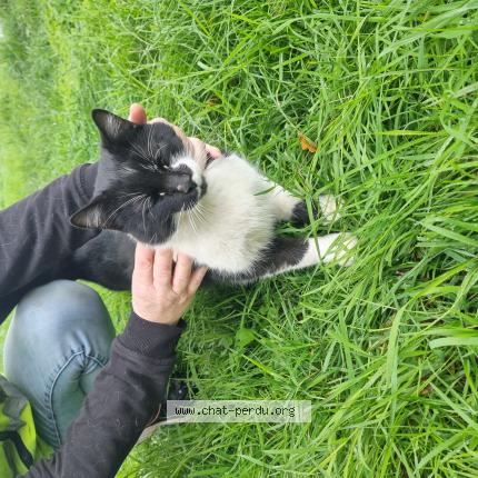 Foto 1/1 Gato encontrado Encontrado en Rancon