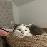 Foto de gato encontrado en Vannes