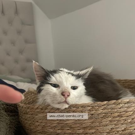 Foto 1/1 Gato encontrado Encontrado en Vannes