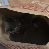 Foto del gato perdido en Issoudun