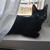 Foto del gato perdido en Dijon