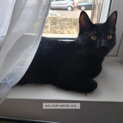 Foto 1/1 Minouche Chat perdido en Dijon