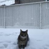 Foto del gato perdido en Sainte Julie