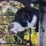 Foto de gato encontrado en Etiolles