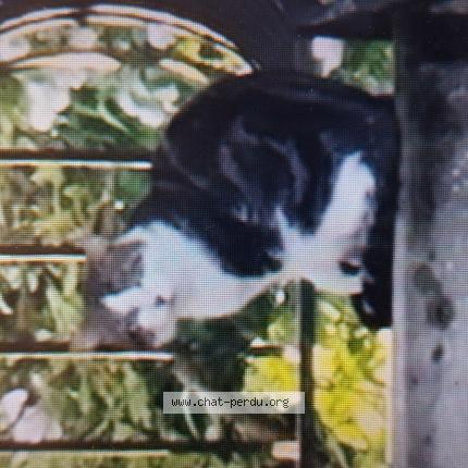 Foto 1/1 Gato encontrado Encontrado en Etiolles