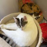 Foto del gato perdido en Spy