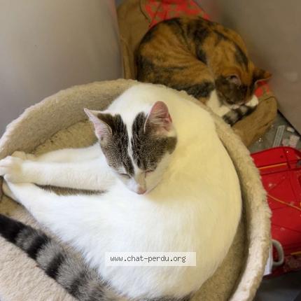 Foto 1/1 Bianca Chat perdido en Spy