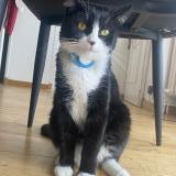 Foto del gato perdido en Tremblay En France