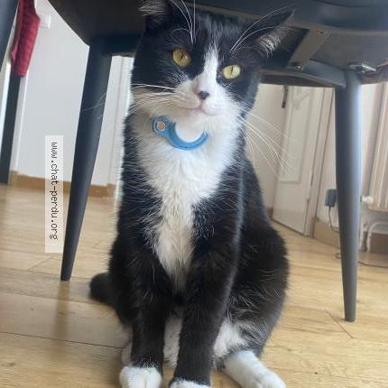 Foto 1/2 Cece Chat perdido en Tremblay en france