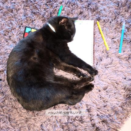 Foto 1/1 Isis Chat perdido en Villages du lac de paladru