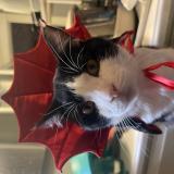 Foto del gato perdido en Santa Ana