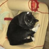 Foto del gato perdido en Ludres