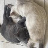 Foto del gato perdido en Montpellier