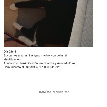 Foto 1/2 Gato encontrado Encontrado en Montevideo