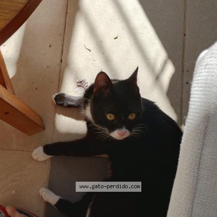 Foto 2/2 Gato encontrado Encontrado en Montevideo
