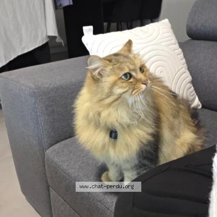 Foto 1/1 Vanille Chat perdido en Saint meen le grand