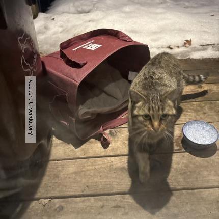 Foto 1/2 Gato encontrado Encontrado en Montreal