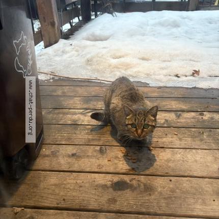 Foto 2/2 Gato encontrado Encontrado en Montreal