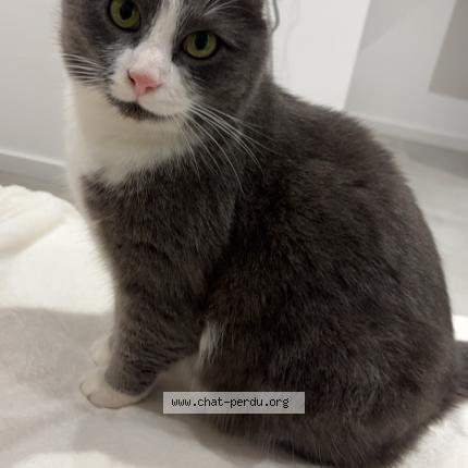 Foto 1/1 Taïko Chat perdido en Bois guillaume