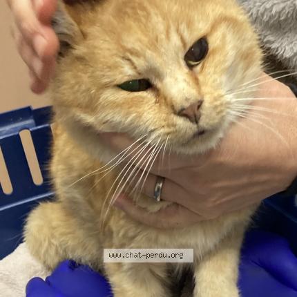 Foto 1/1 Gato encontrado Encontrado en Grandvaux