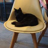 Foto del gato perdido en Tours