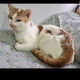 Foto del gato perdido en Hyderabad