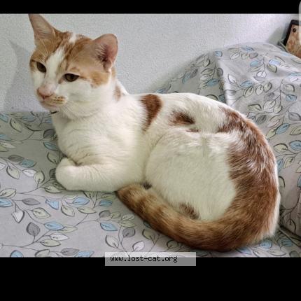 Foto 1/1 SHERU Chat perdido en Hyderabad