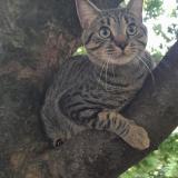 Foto del gato perdido en Paris