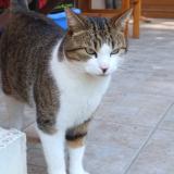 Foto del gato perdido en Vaumas