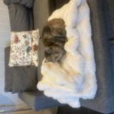 Foto de gato encontrado en Le Taillan Medoc