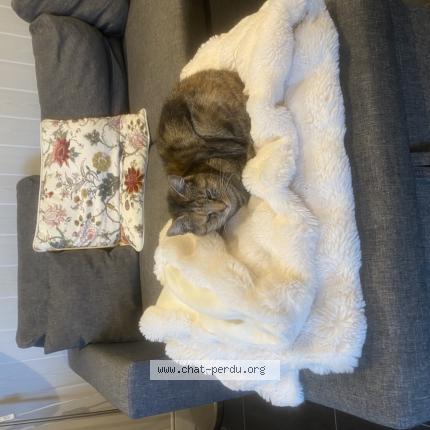 Foto 1/1 Gato encontrado Encontrado en Le taillan medoc