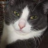 Foto del gato perdido en Thomasville