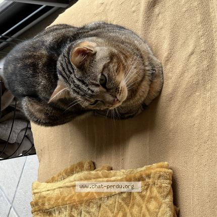 Foto 1/1 MAo Chat perdido en Grigny