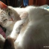 Foto del gato perdido en Gennes Val De Loire