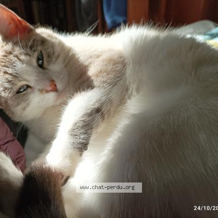 Foto 1/1 Hestia Chat perdido en Gennes val de loire