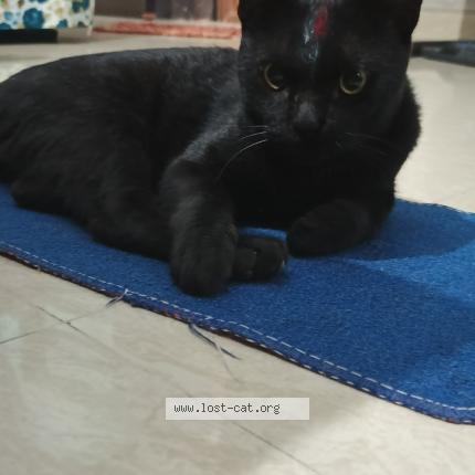 Foto 1/1 Kitchu Chat perdido en New delhi