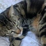 Foto del gato perdido en La Tour De Salvagny